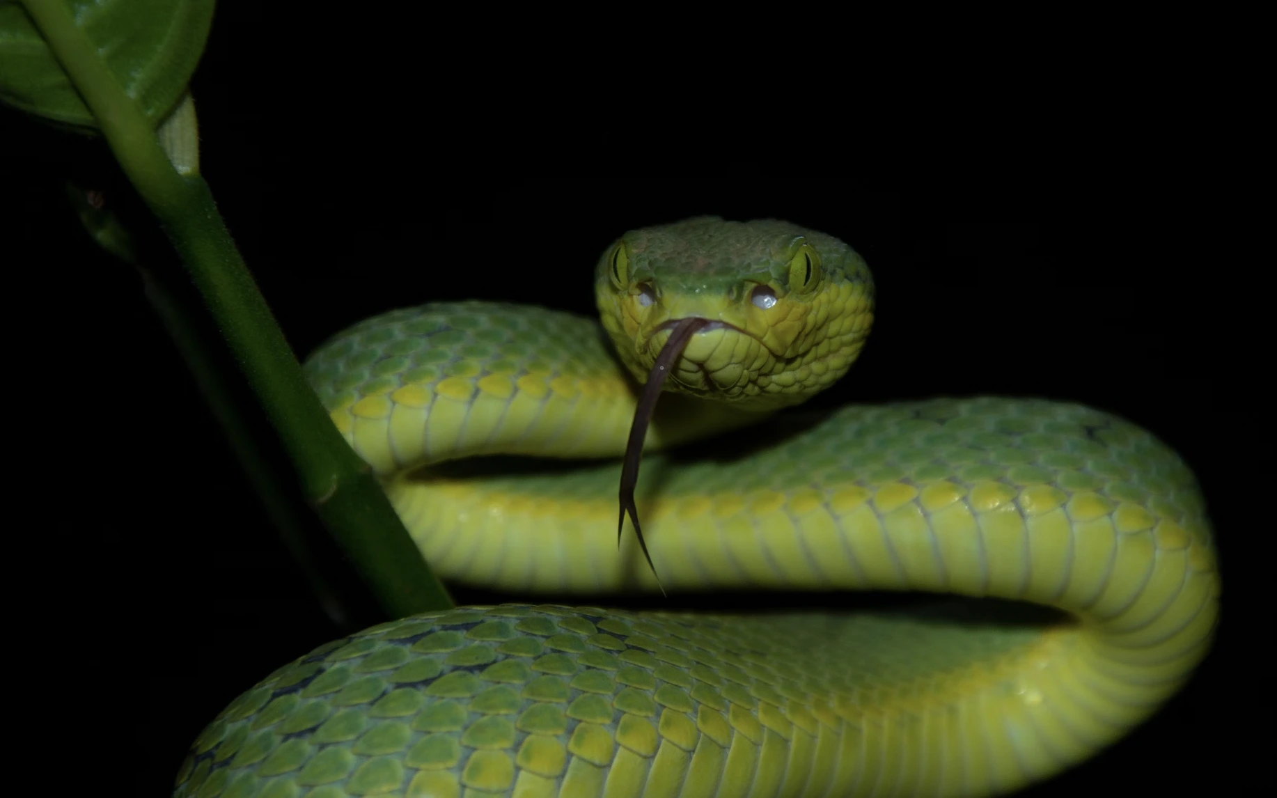 Crise das Mordidas de Cobra: A IA Pode Transformar a Abordagem Centenária aos Antivenenos?